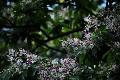 Close-up of purple flowering plant