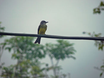 Bird perching on branch against sky