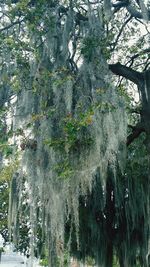 Low angle view of ivy growing on tree