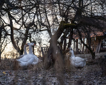 Low angle view of birds