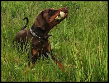 Dog on field