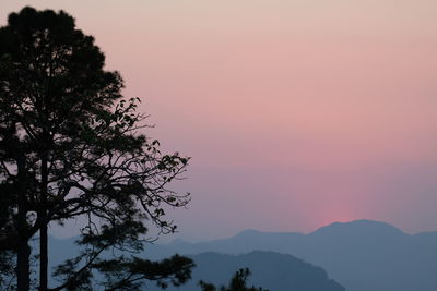 Low angle view of silhouette tree against sky at sunset