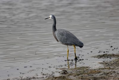 Side view of a bird on a lake