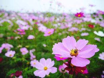 Close-up of pink flower