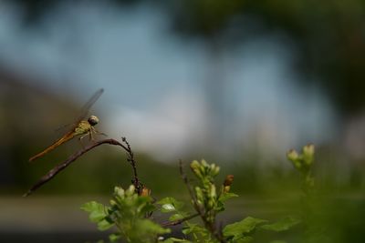 Close-up of insect on plant