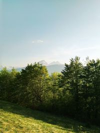 Trees growing on field against sky