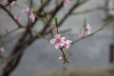 Close-up of pink cherry blossoms in spring