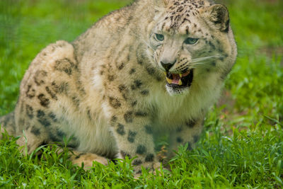 Portrait of cat lying on grass