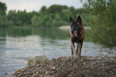 Dog running on beach