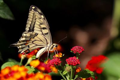 Close-up of butterfly perching on plant