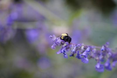 Close-up of bee pollinating on purple flower