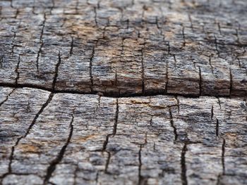 Full frame shot of weathered tree