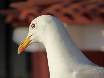 Close-up of swan