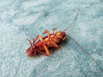 High angle view of insect on floor