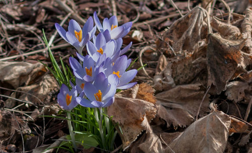 Close-up of purple crocus flowers on field