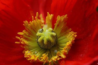 Close-up of red flower