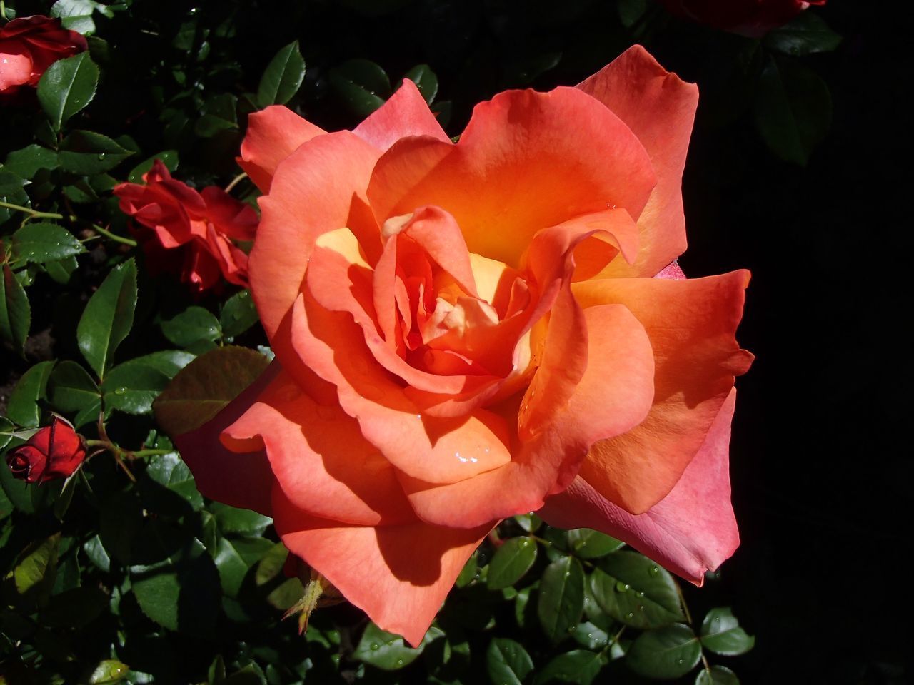 CLOSE-UP OF ROSE WITH PINK ROSES