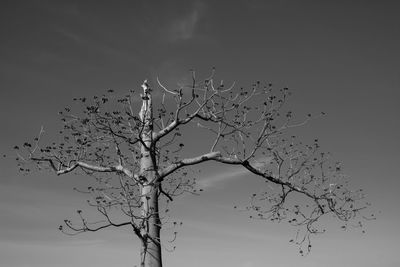 Low angle view of bare tree against sky