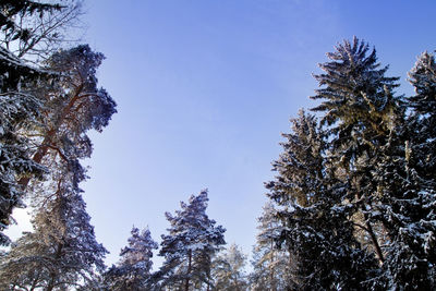 Low angle view of pine trees against clear sky