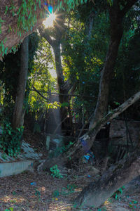 Trees growing in forest