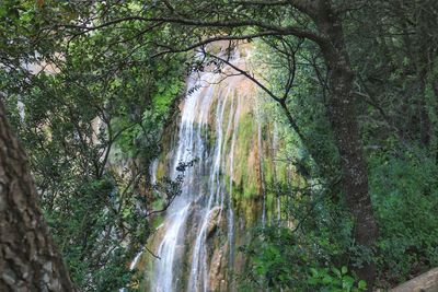 Scenic view of waterfall in forest