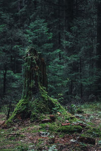 Trees growing in forest