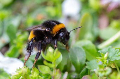 Close-up of bee pollinating on flower