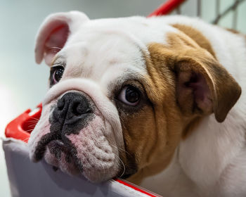 Close-up of a dog looking away