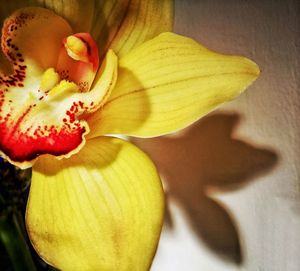 Close-up of day lily