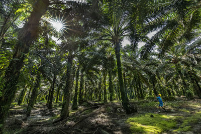 Low angle view of trees in forest