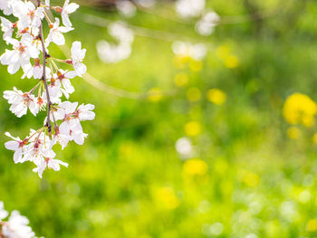 Close-up of cherry blossom tree