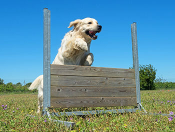 Dog sitting on wood against sky