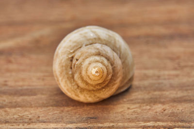 Close-up of snail on wood