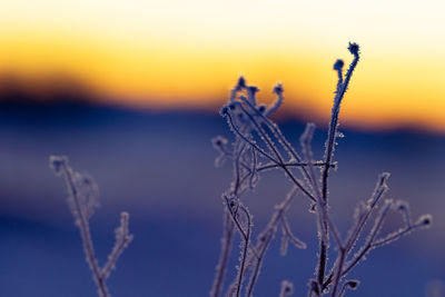 Autumn's frozen whisper. meadows embracing winter's arrival in northern europe