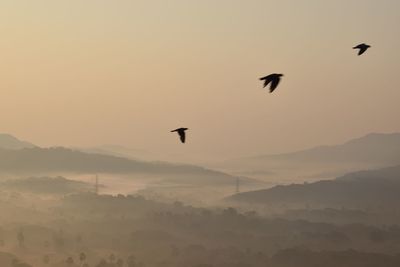 Birds flying in the sky