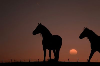Horse standing on field against sky during sunset