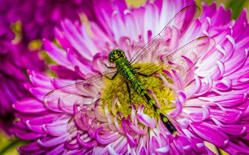 Close-up of honey bee pollinating on pink flower