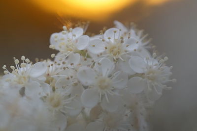 Close-up of white flowers