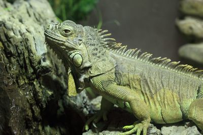 Close-up of lizard on rock