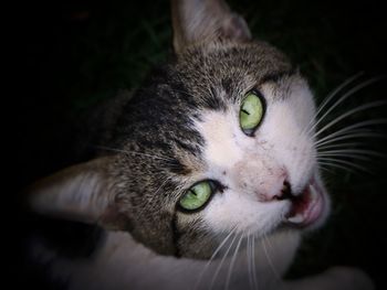 Close-up portrait of a cat