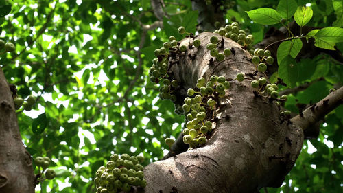 Low angle view of leaves on tree trunk in forest