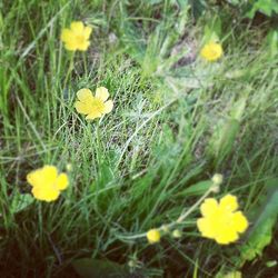 Close-up of yellow flowers blooming in field