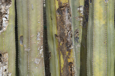 Full frame shot of bamboo trees