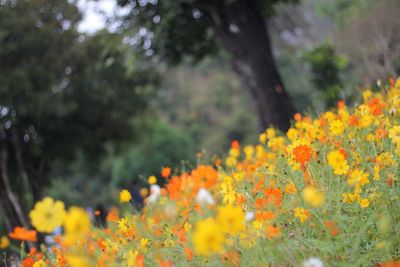 Close-up of yellow flowers