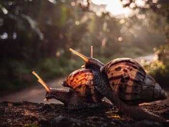 Close-up of snail