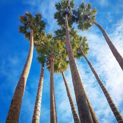 Low angle view of palm trees against blue sky