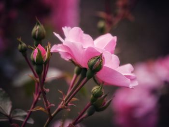 Delicate pink rose and buds in soft but bright focus. 