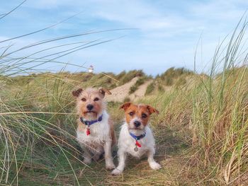 Dogs seaside wales brothers