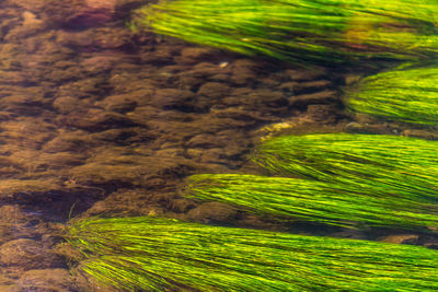 Close-up of agricultural field