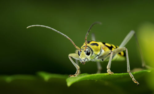 Close-up of insect on leaf